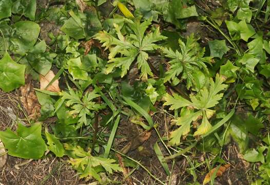 Image of Madiera cranesbill