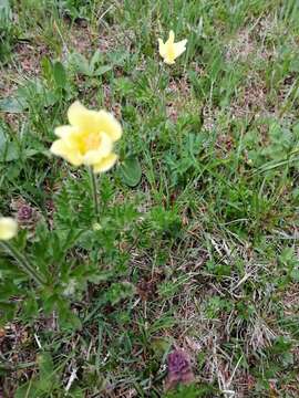 Image of Pulsatilla alpina subsp. apiifolia (Scop.) Nyman