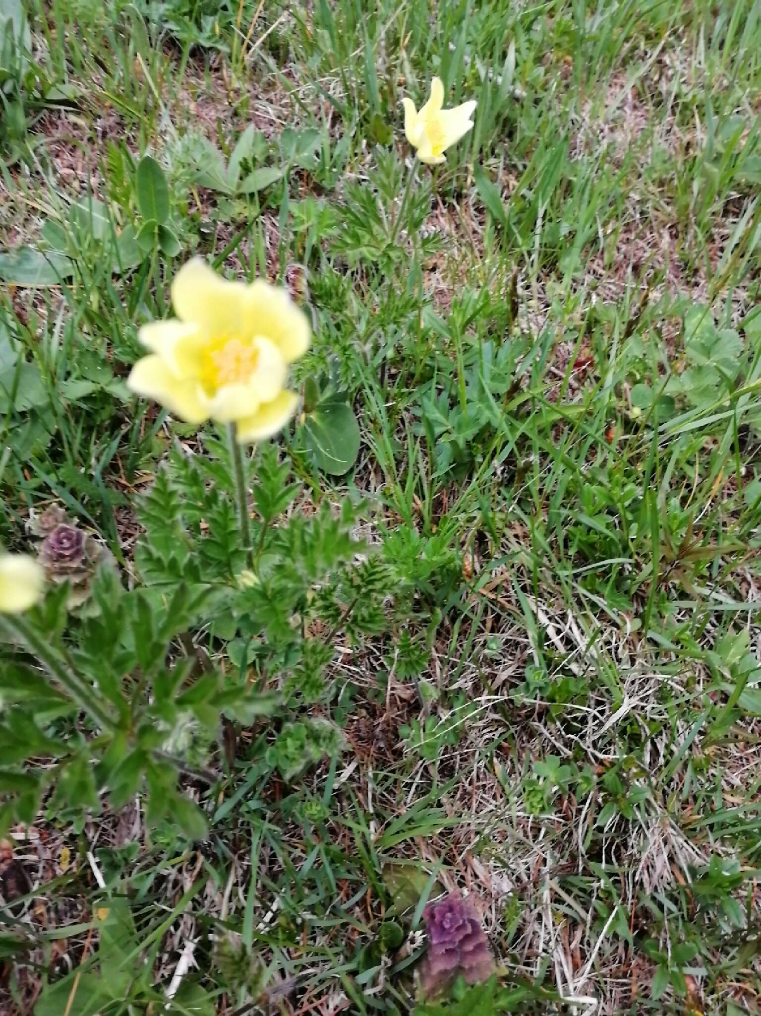 صورة Pulsatilla alpina subsp. apiifolia (Scop.) Nyman