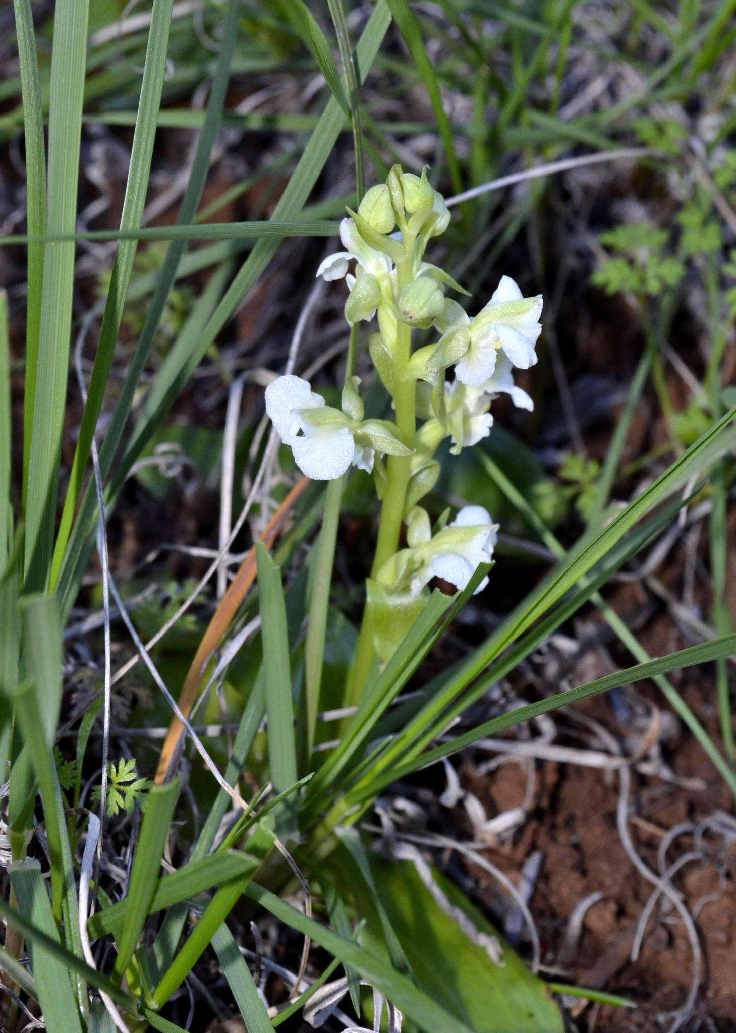 Image of Pterygodium schelpei H. P. Linder