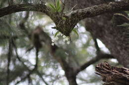 Image of Orange blossom orchid