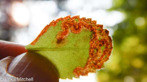 Phytomyza crassiseta Zetterstedt 1860 resmi