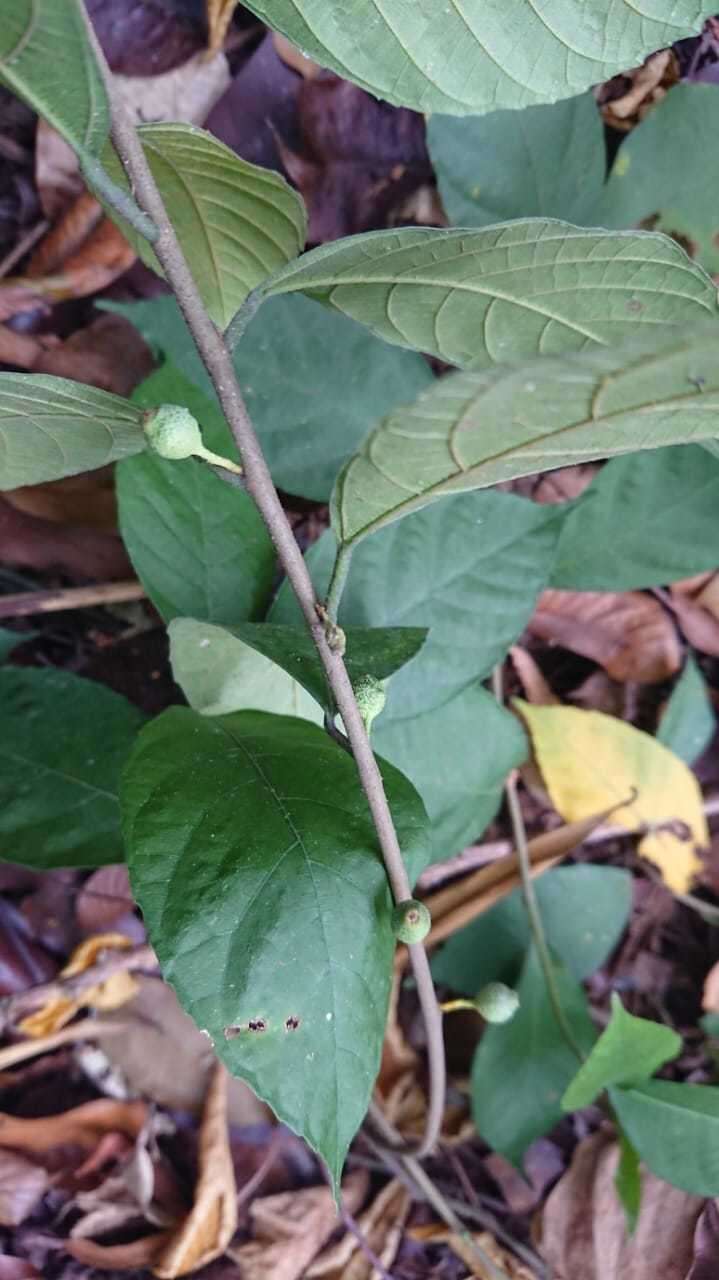 Image of oakleaf fig