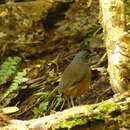 Image of Moustached Antpitta