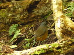 Image of Moustached Antpitta