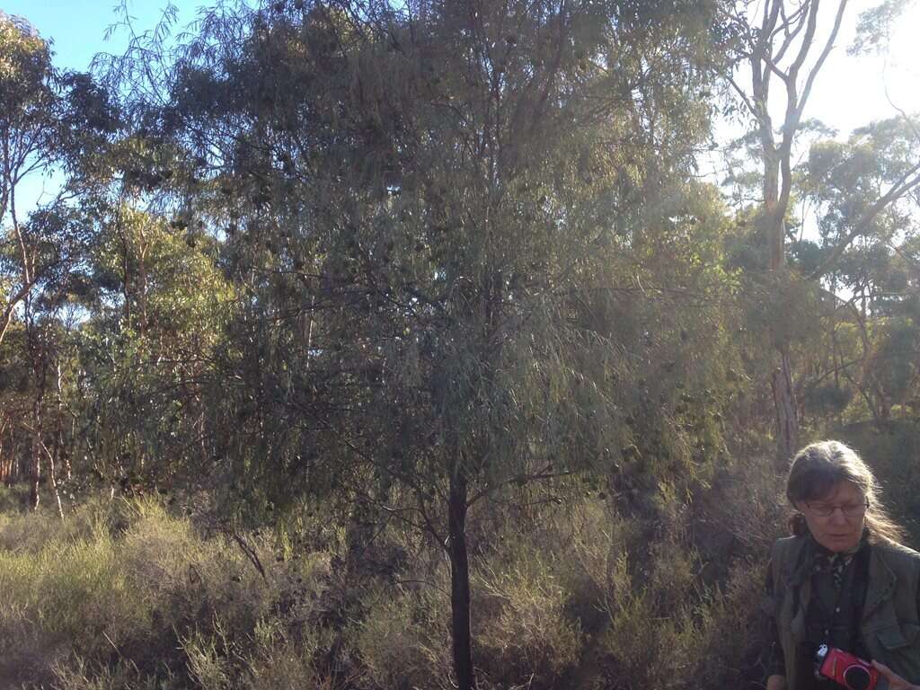 Image of Santalum murrayanum (T. Mitch.) C. Gardner