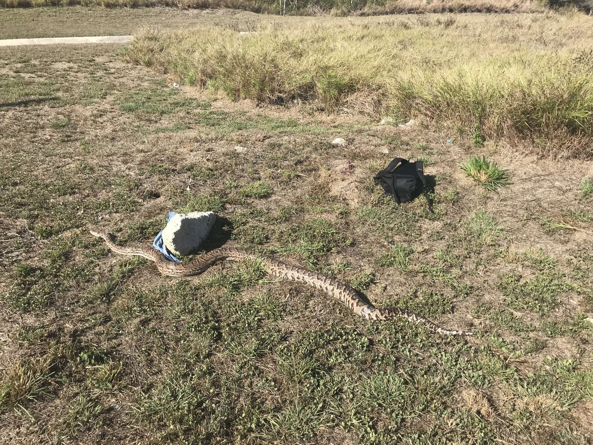 Image of Cuban Boa