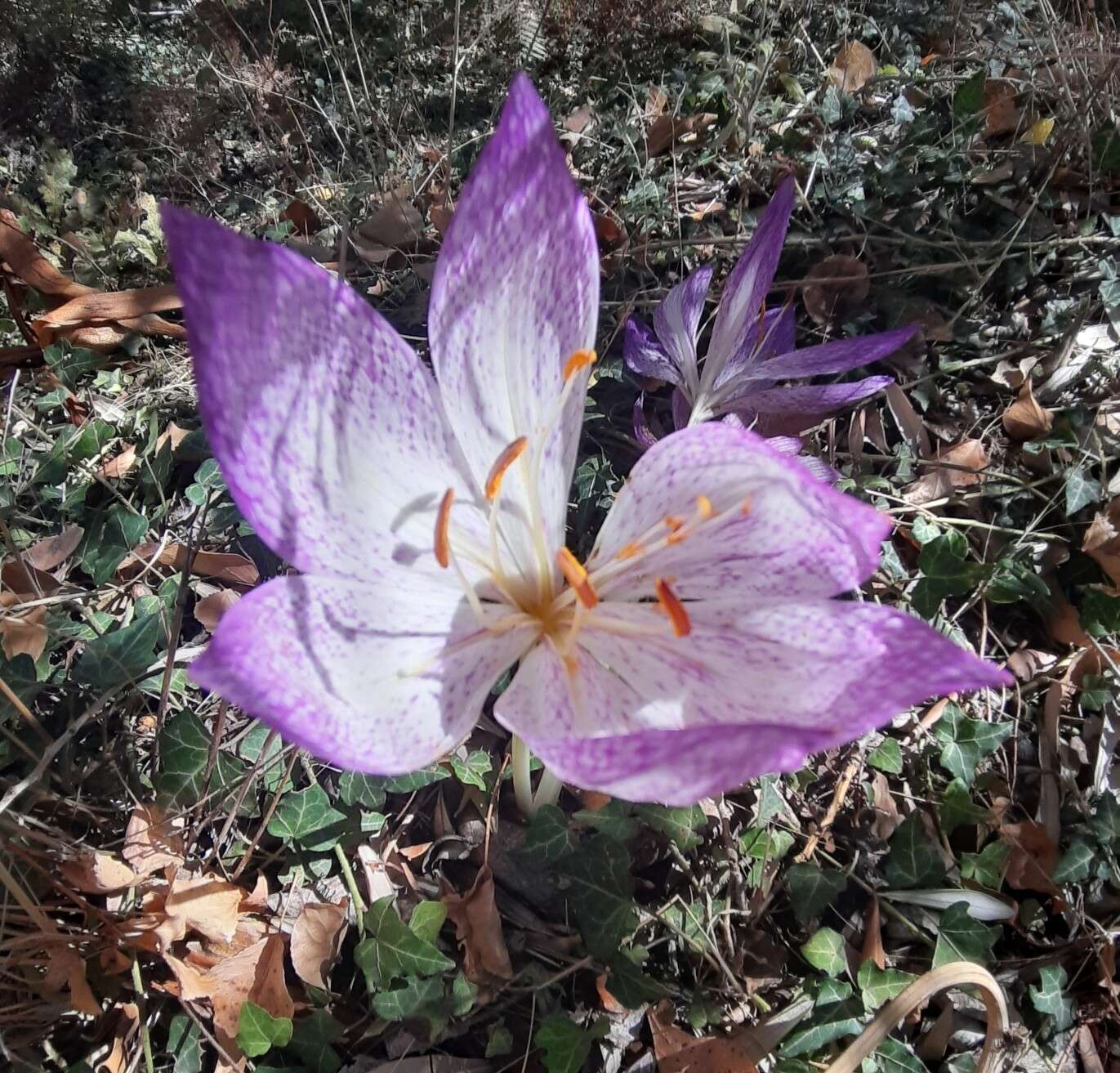 Image of Colchicum bivonae Guss.