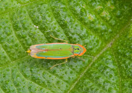 Plancia ëd Coronigoniella tiarae Young 1977