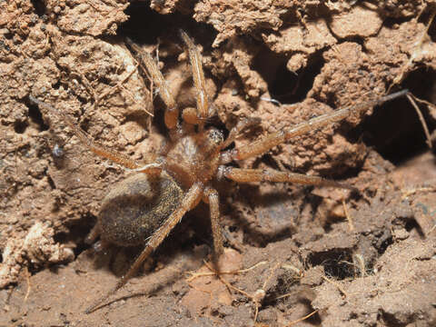 Image of Pterotricha lentiginosa (C. L. Koch 1837)