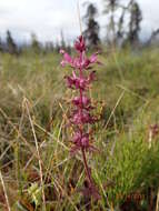 Image of whorled lousewort