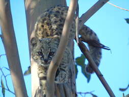 Image of Chilean cat