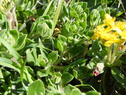 Image of Tetragonia herbacea L.