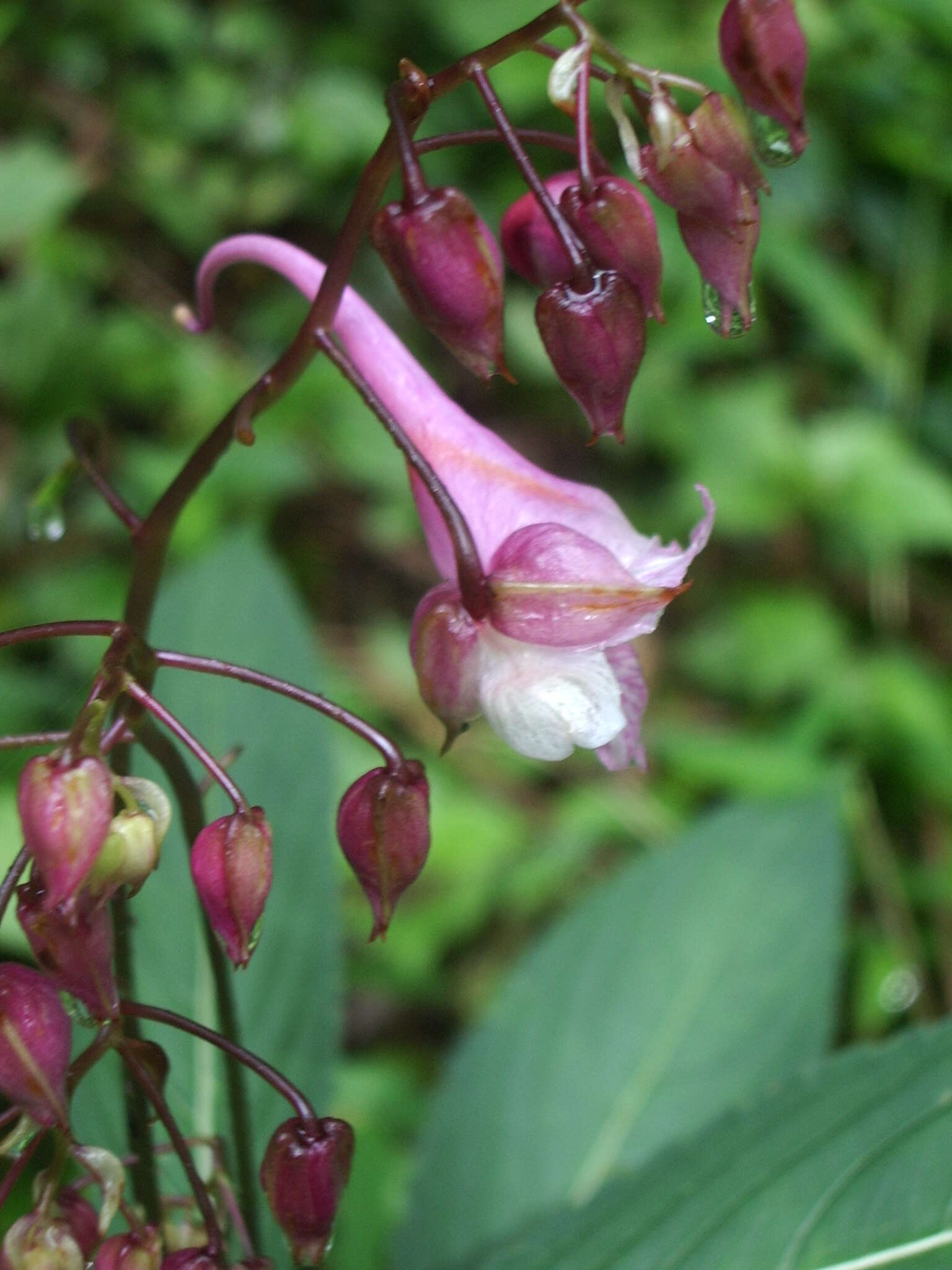 Image of Impatiens insignis DC.