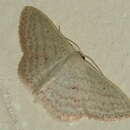 Image of Scopula lechrioloma Turner 1908