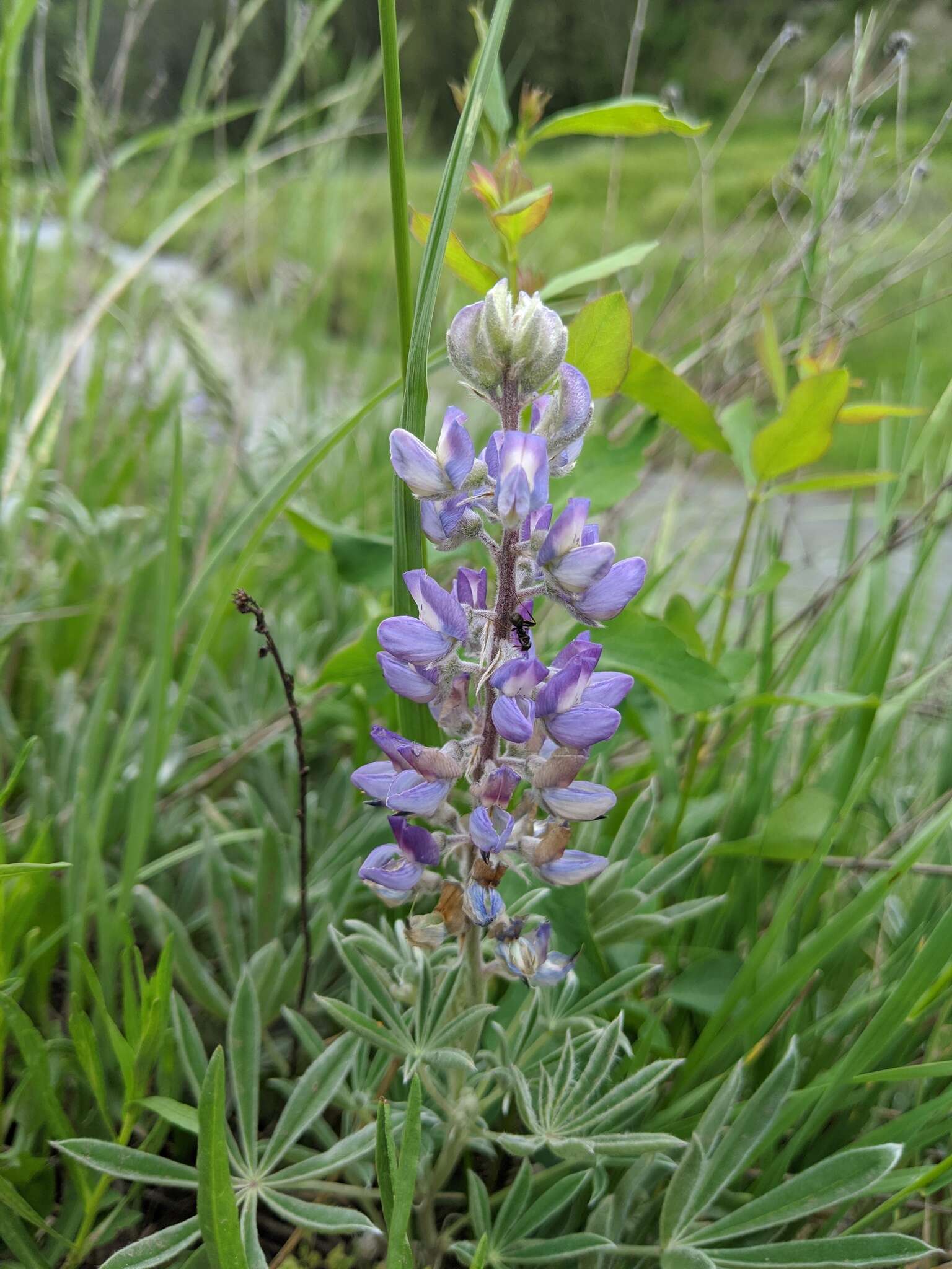Image of silky lupine