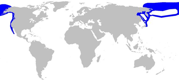 Image of Pacific Sleeper Shark