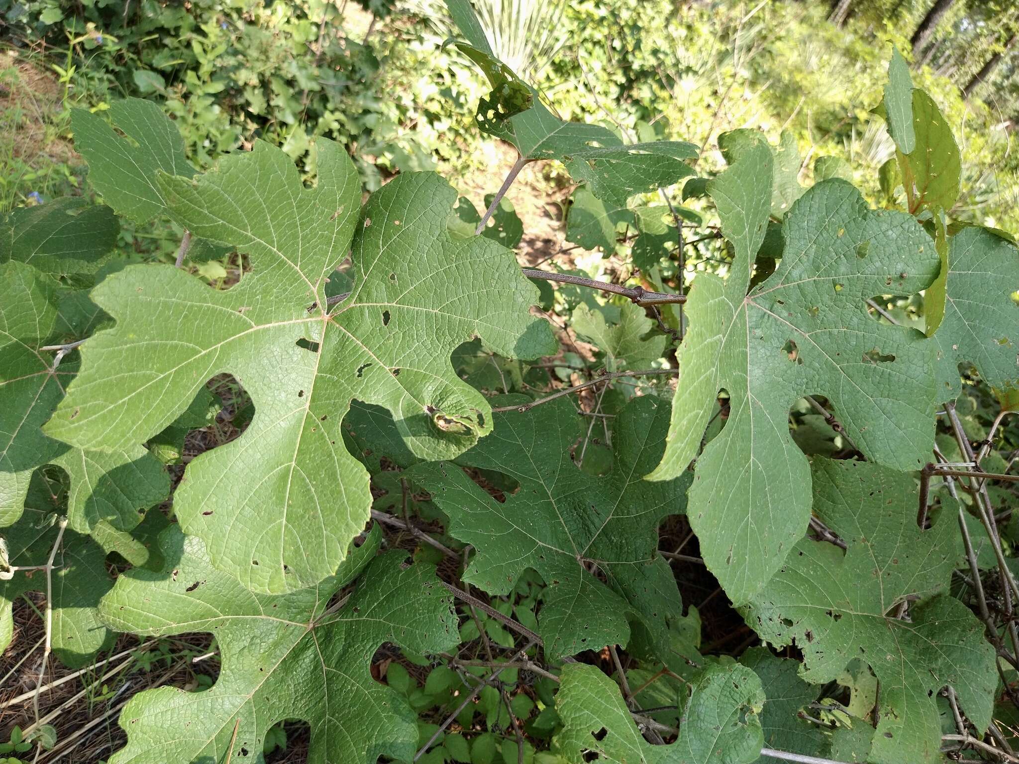 Imagem de Vitis aestivalis var. lincecumii (Buckley) Munson