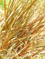 Image of Carex punicea K. A. Ford