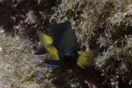 Image of Yellowtip damselfish