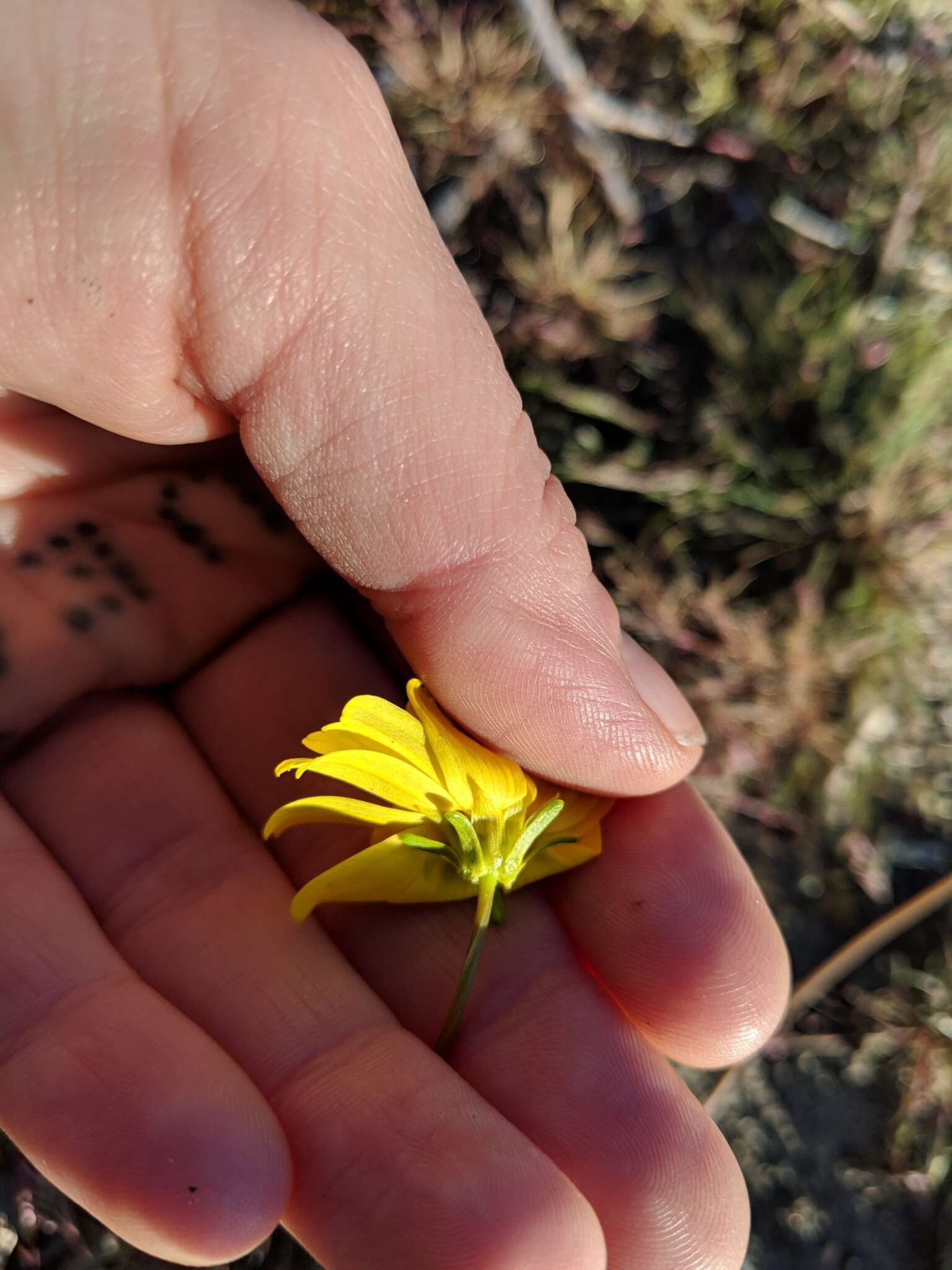 Image of California tickseed