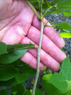 Image of bitternut hickory