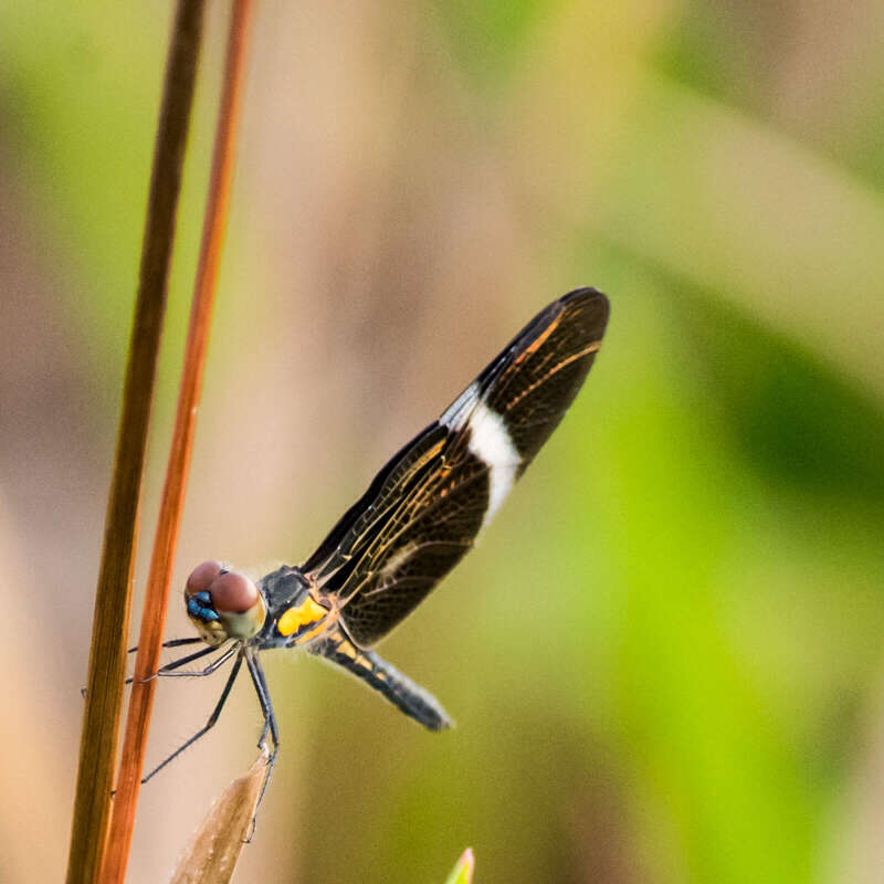 Zenithoptera Selys 1869 resmi