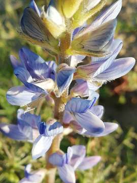 Image of narrowleaf lupine