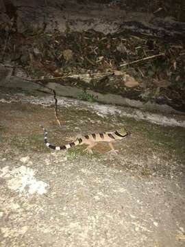 Image of Malayan Forest Gecko