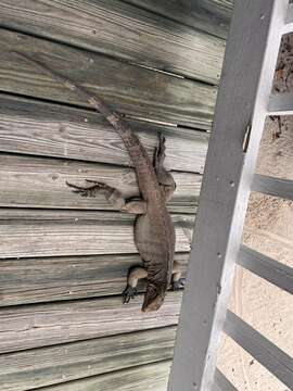 Image of Cayman Island Ground Iguana