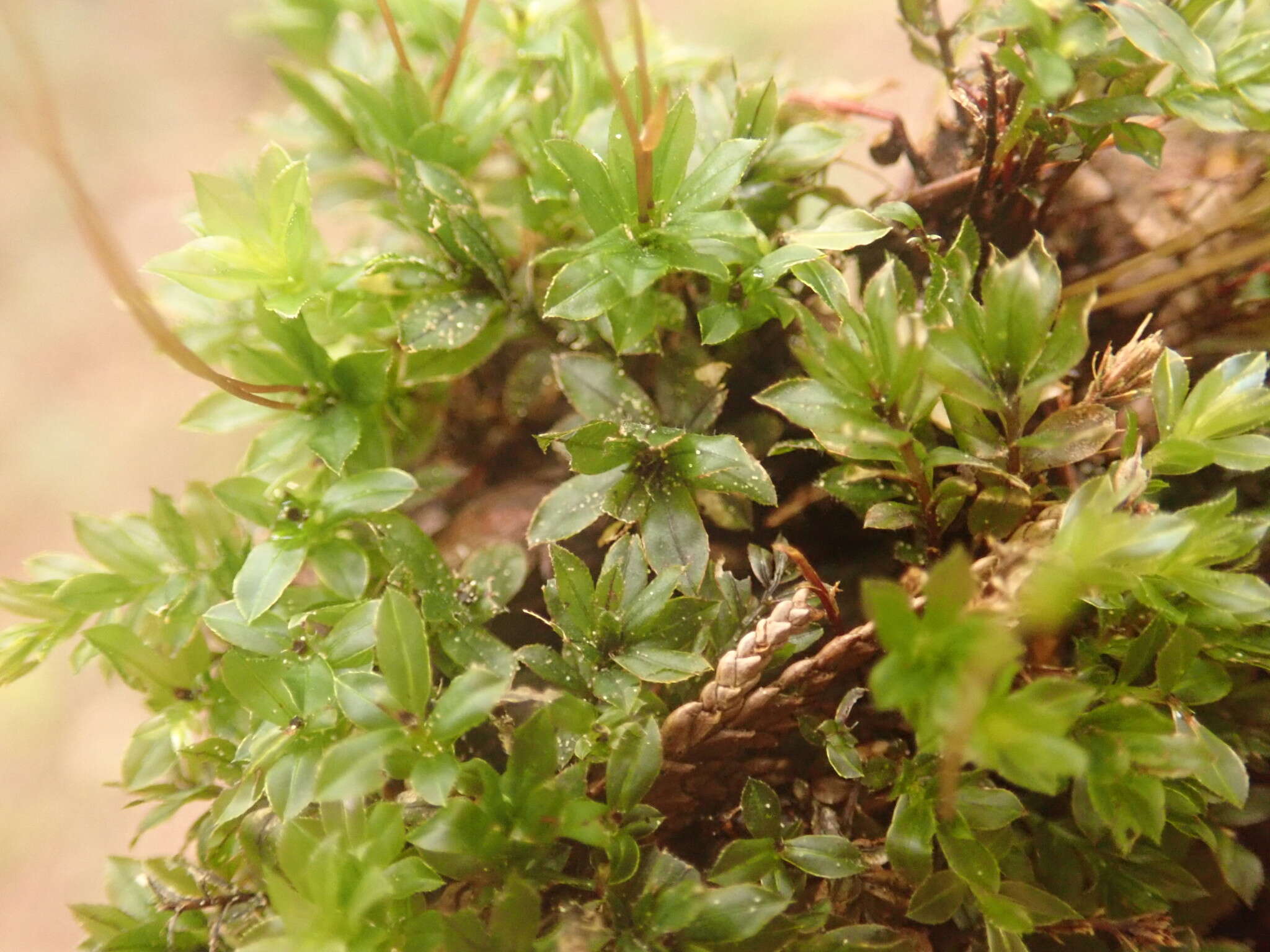 Image of largetooth calcareous moss