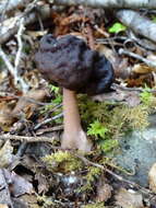 Imagem de Gyromitra tasmanica Berk. & Cooke 1878