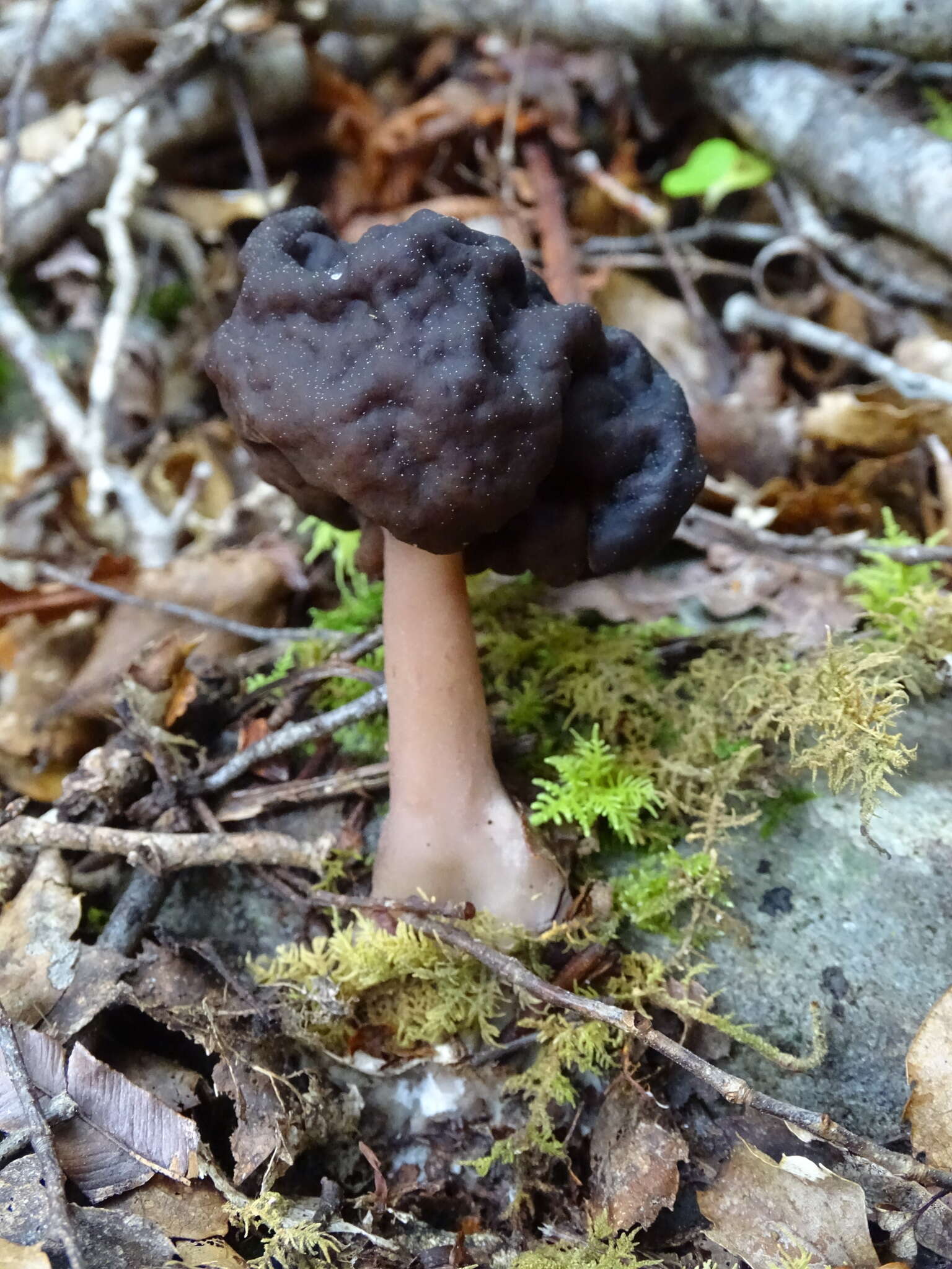 Image of Gyromitra tasmanica Berk. & Cooke 1878