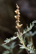 Image of <i>Salvia abrotanoides</i>