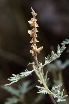 Image of <i>Salvia abrotanoides</i>