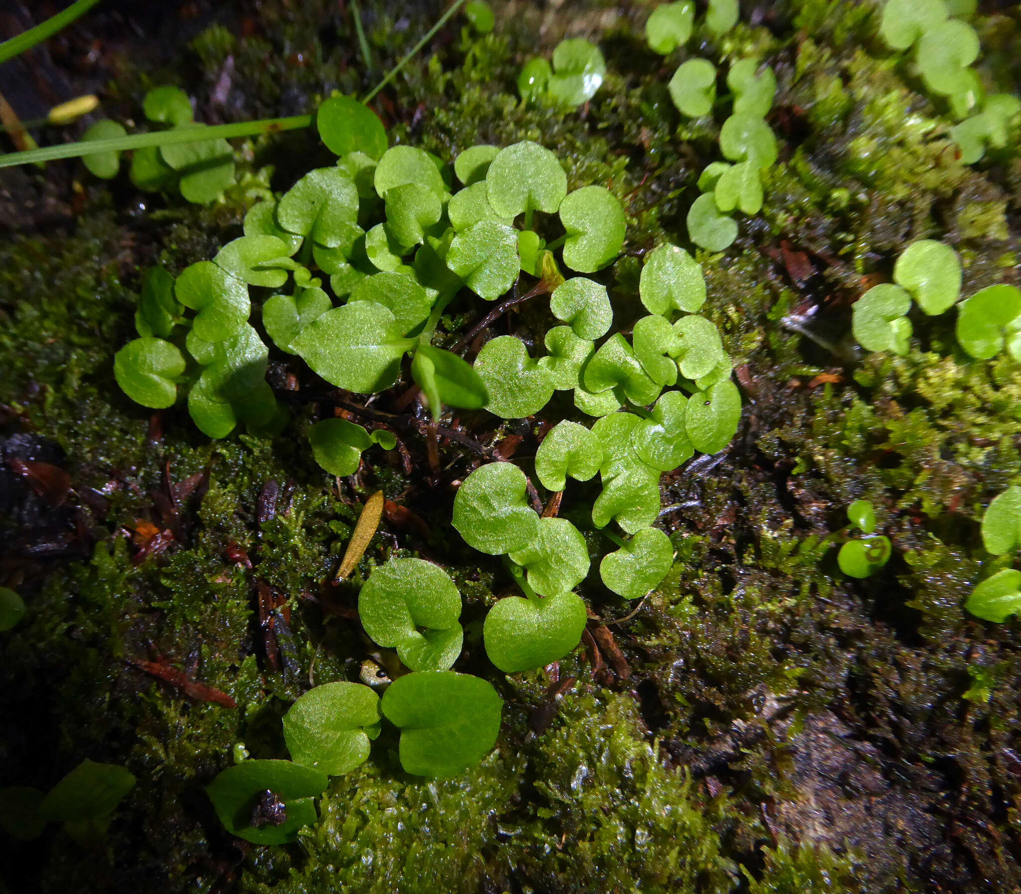 Image of Trowel leaved greenhood orchid