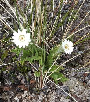 Leucheria suaveolens (d'Urv.) Skottsb. resmi