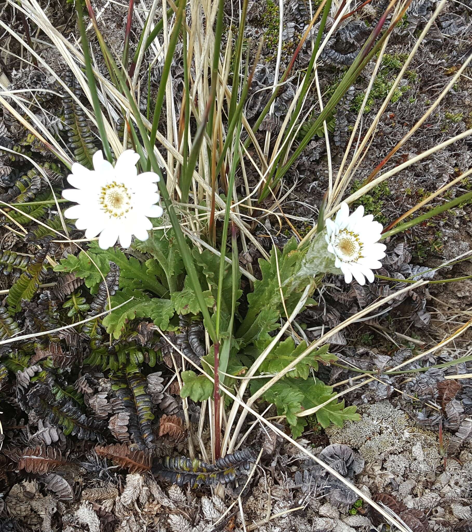 صورة Leucheria suaveolens (d'Urv.) Skottsb.