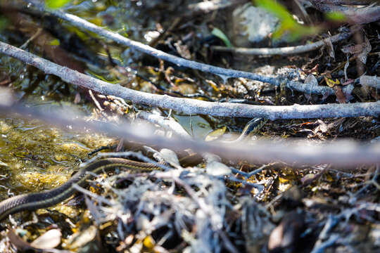 Image of Thamnophis atratus hydrophilus Fitch 1936