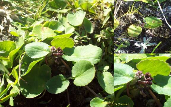 Image of Centella