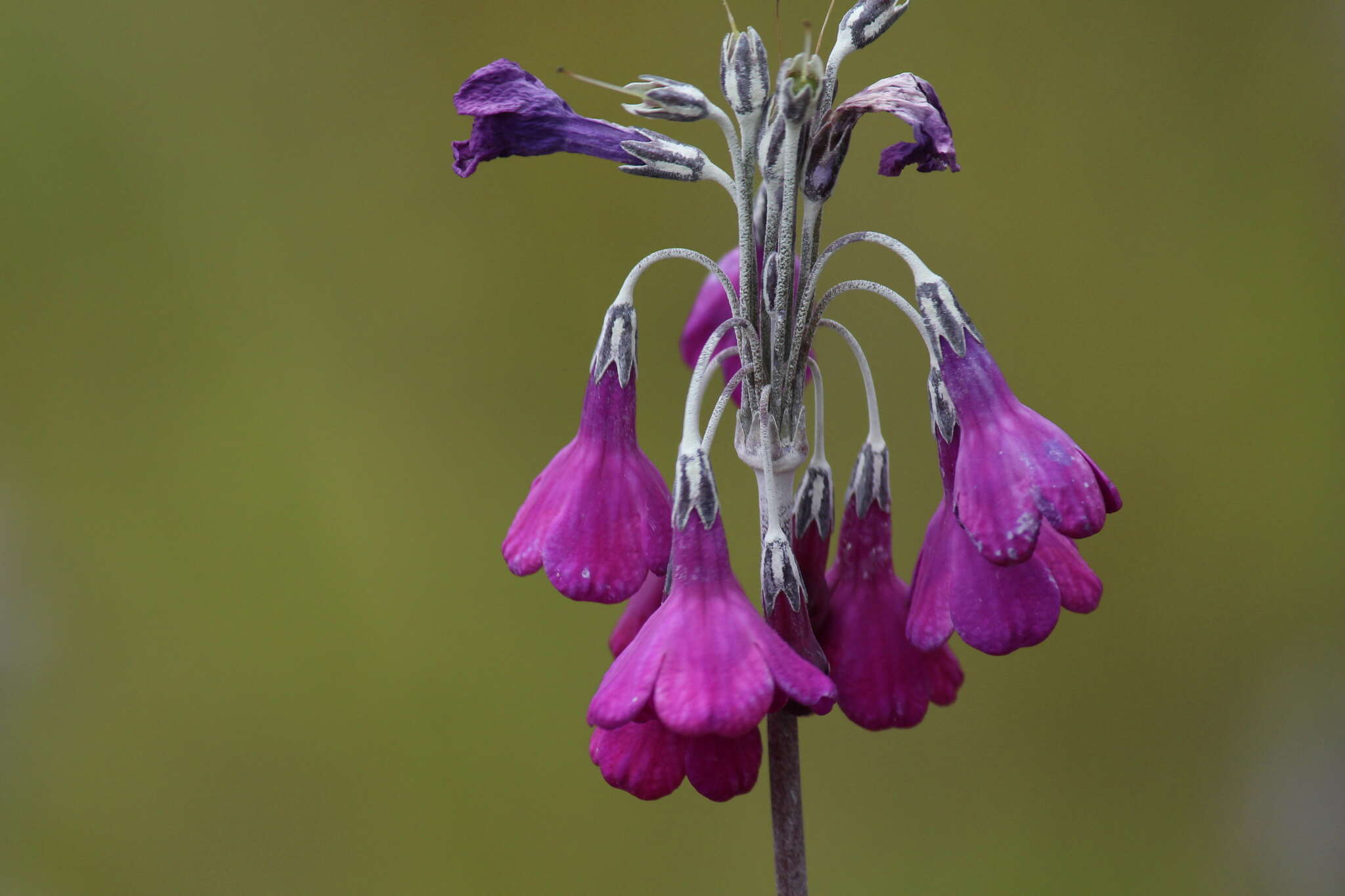 Image of Primula secundiflora Franch.