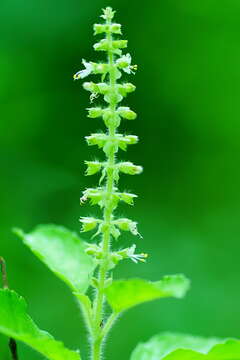 Image of holy basil