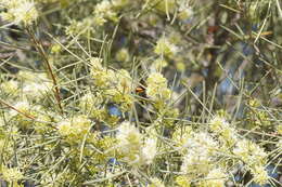 Image of Hakea leucoptera subsp. leucoptera