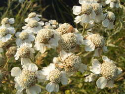 Image of Sneezeweed