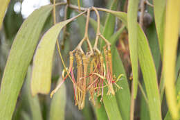 Imagem de Amyema pendula subsp. pendula