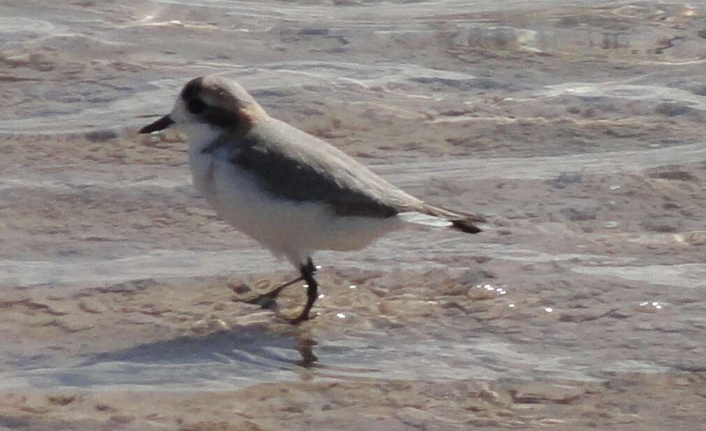 Image of Puna Plover