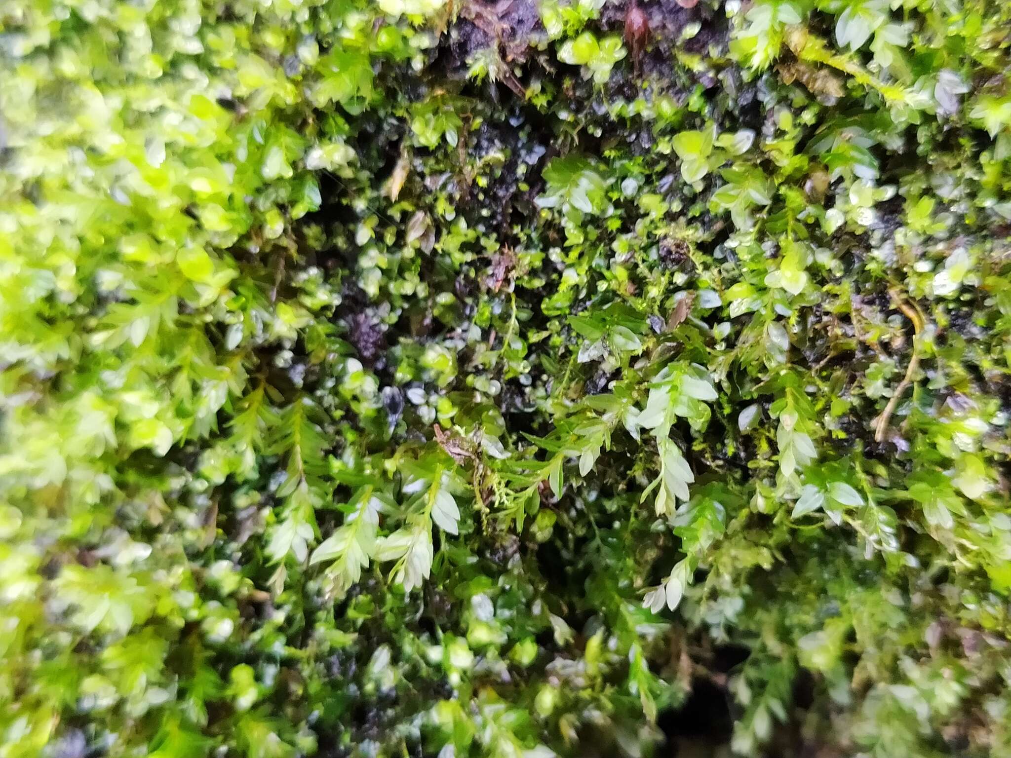 Image of stellar calcareous moss