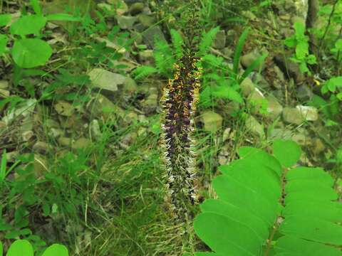 Imagem de Amorpha ouachitensis Wilbur