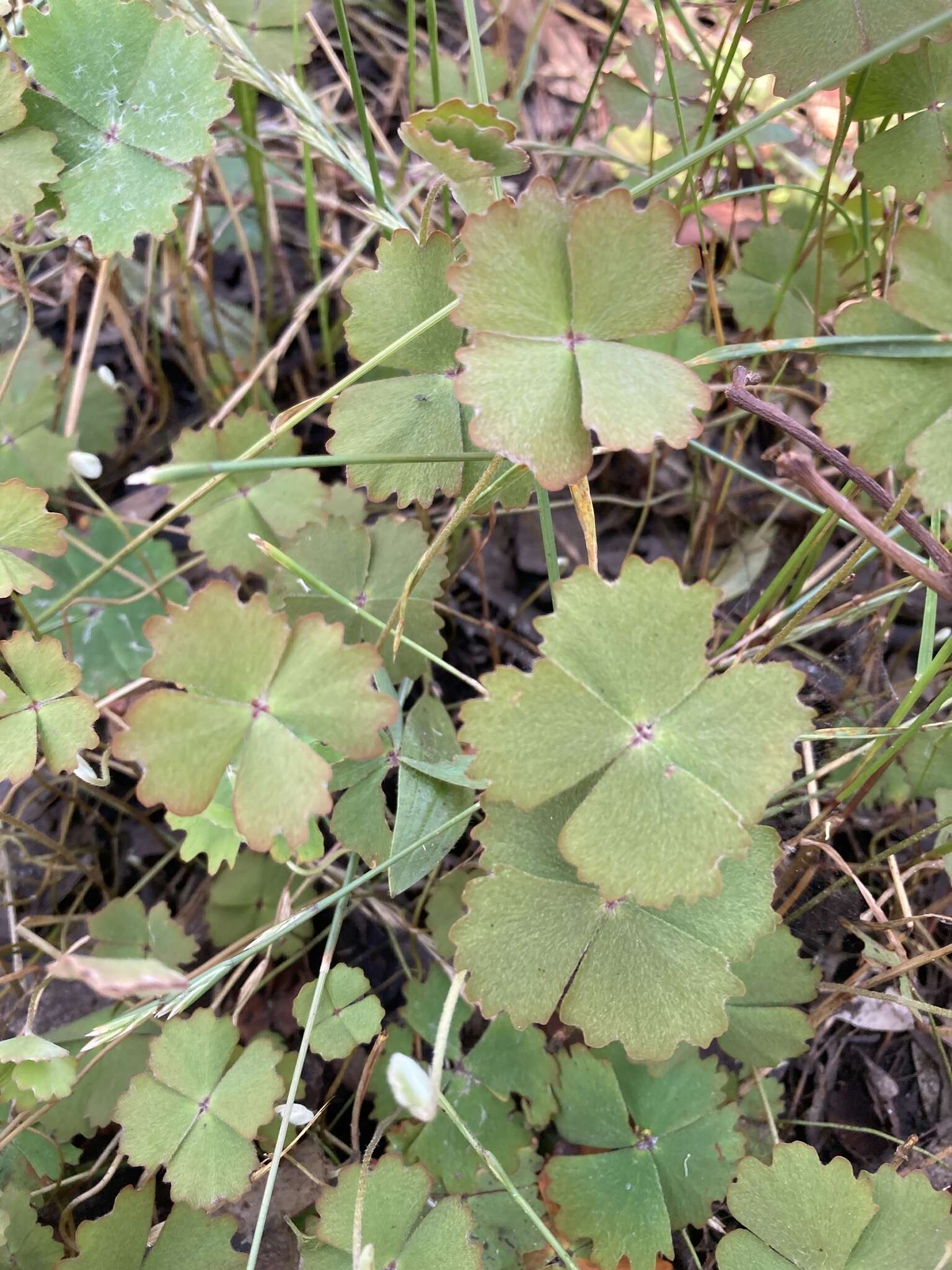 Imagem de Marsilea drummondii A. Br.