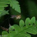 Image of Six-spotted Yellow Orbweaver